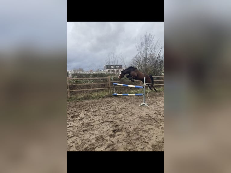 Paint Horse Stute 10 Jahre 152 cm Brauner in Ingelheim am Rhein