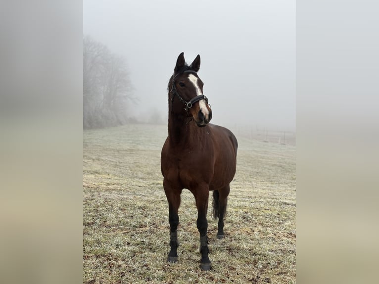 Paint Horse Stute 10 Jahre 152 cm Brauner in Ingelheim am Rhein