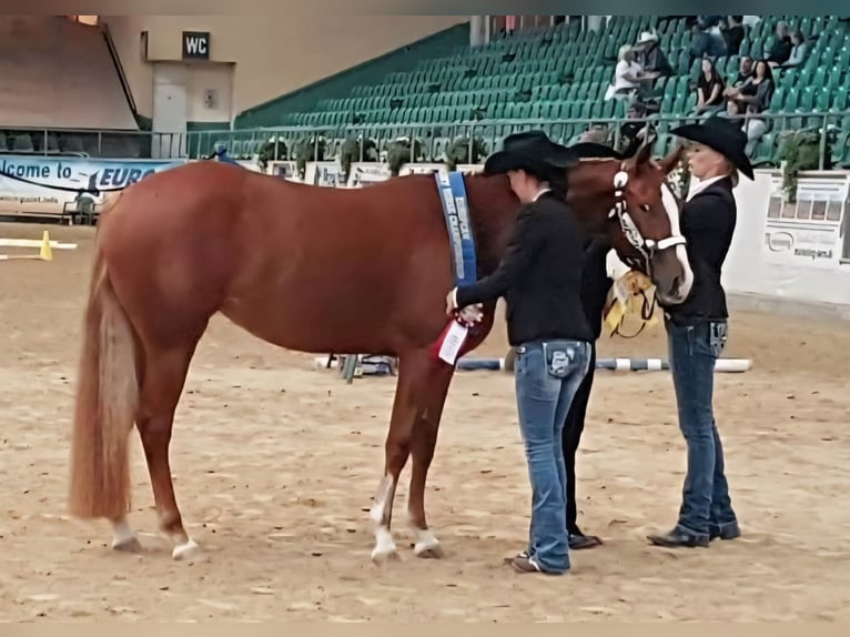 Paint Horse Stute 10 Jahre 157 cm Fuchs in AURACH AM HONGAR