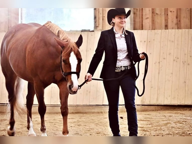 Paint Horse Stute 10 Jahre 157 cm Fuchs in AURACH AM HONGAR