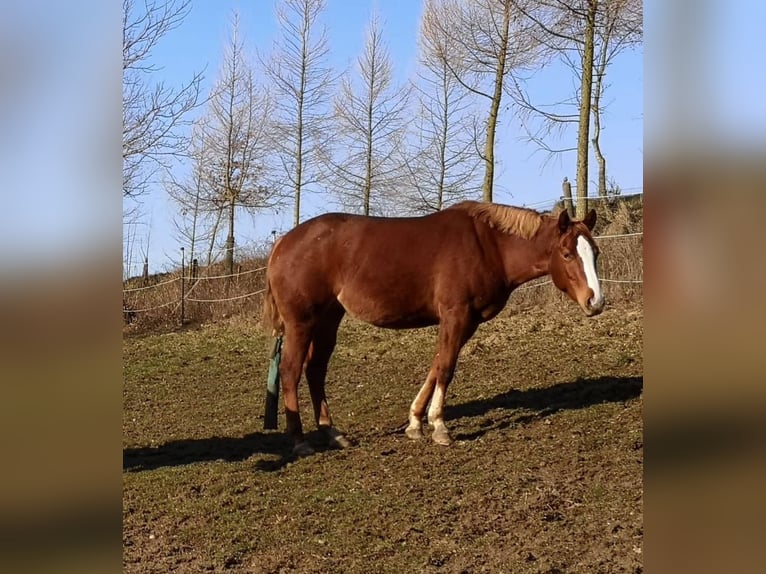 Paint Horse Stute 10 Jahre 157 cm Fuchs in AURACH AM HONGAR
