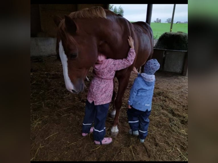 Paint Horse Stute 10 Jahre 157 cm Fuchs in AURACH AM HONGAR