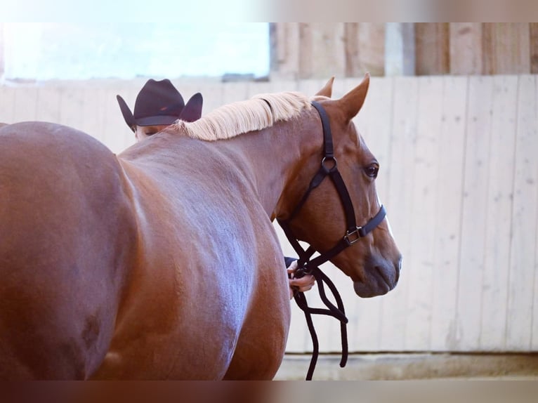 Paint Horse Stute 10 Jahre 157 cm Fuchs in AURACH AM HONGAR