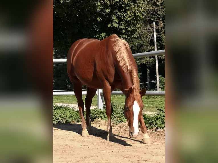 Paint Horse Stute 10 Jahre 157 cm Fuchs in AURACH AM HONGAR