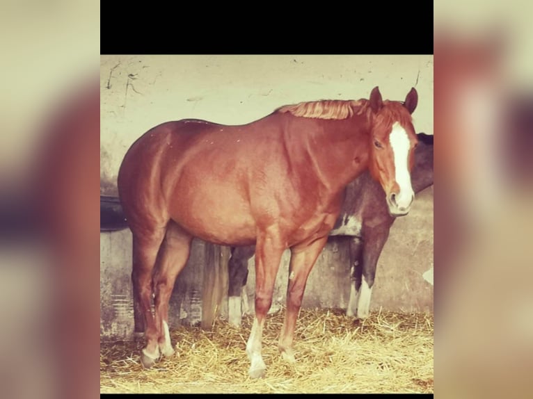 Paint Horse Stute 10 Jahre 157 cm Fuchs in AURACH AM HONGAR