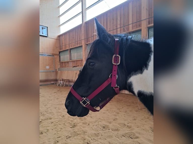 Paint Horse Stute 11 Jahre 150 cm Tobiano-alle-Farben in Elterlein