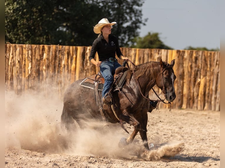 Paint Horse Stute 11 Jahre 152 cm Rotfuchs in Lufkin, TX