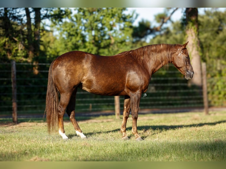 Paint Horse Stute 11 Jahre 152 cm Rotfuchs in Lufkin, TX