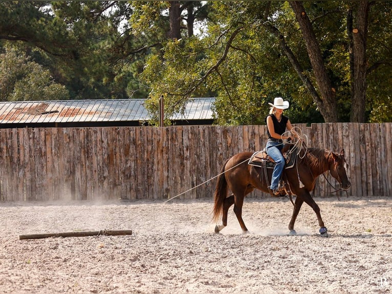 Paint Horse Stute 11 Jahre 152 cm Rotfuchs in Lufkin, TX