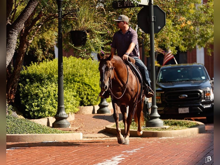 Paint Horse Stute 11 Jahre 152 cm Rotfuchs in Lufkin, TX