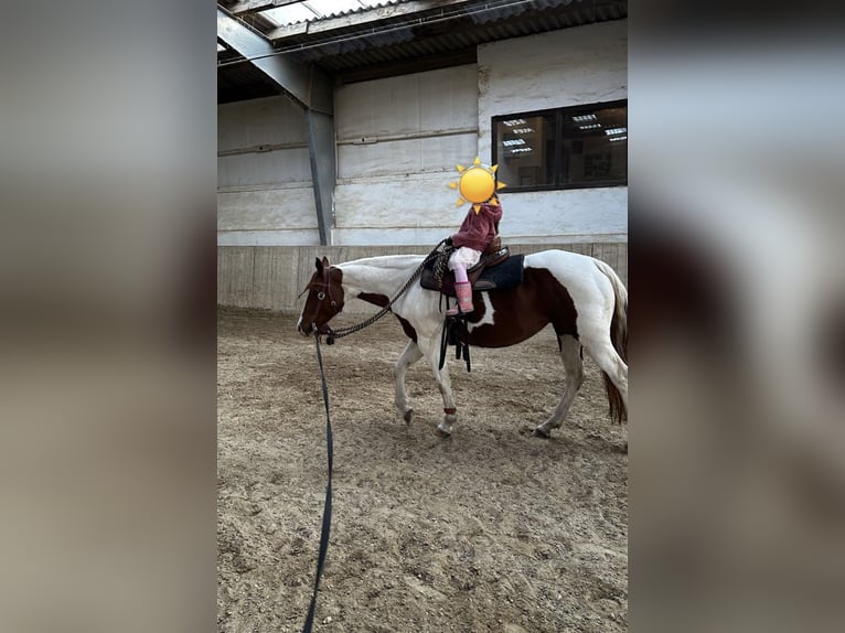 Paint Horse Stute 11 Jahre 153 cm in M&#xF6;ckm&#xFC;hl