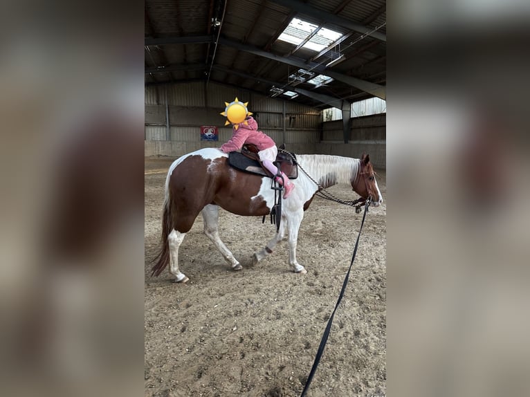 Paint Horse Stute 11 Jahre 153 cm in M&#xF6;ckm&#xFC;hl