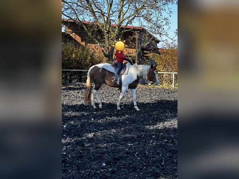 Paint Horse Stute 11 Jahre 153 cm in M&#xF6;ckm&#xFC;hl