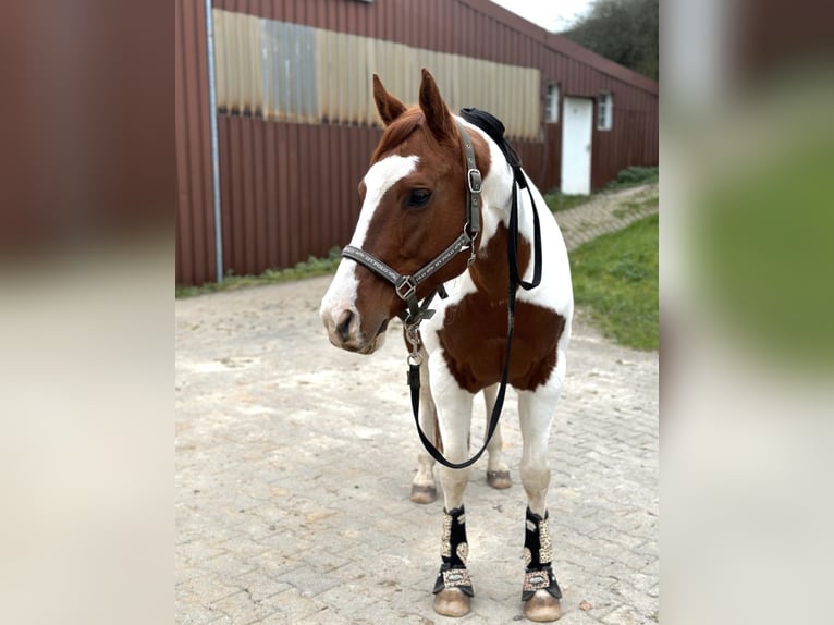 Paint Horse Stute 11 Jahre 153 cm in M&#xF6;ckm&#xFC;hl
