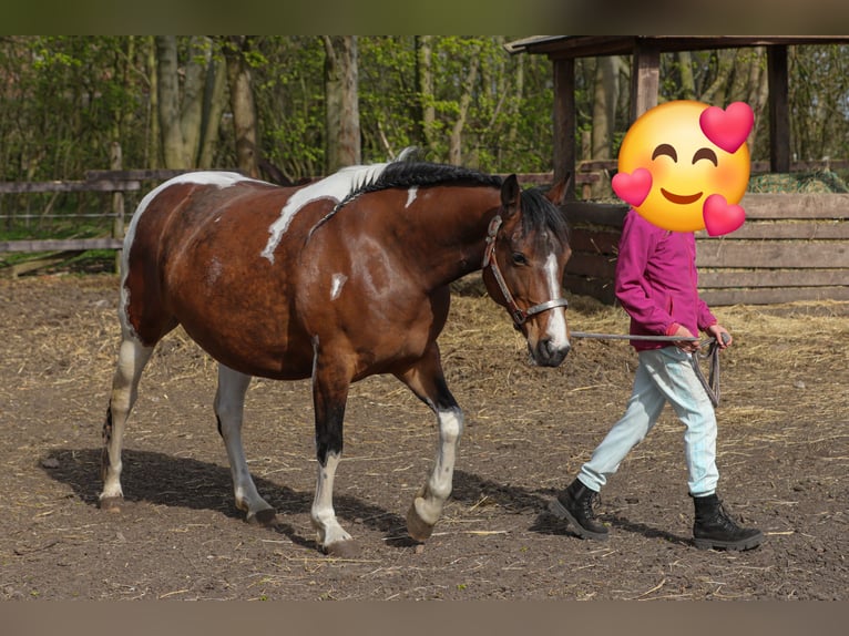 Paint Horse Mix Stute 11 Jahre 153 cm Tobiano-alle-Farben in Dargen