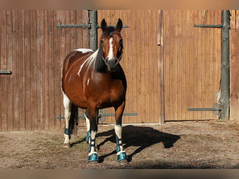 Paint Horse Mix Stute 11 Jahre 153 cm Tobiano-alle-Farben in Dargen