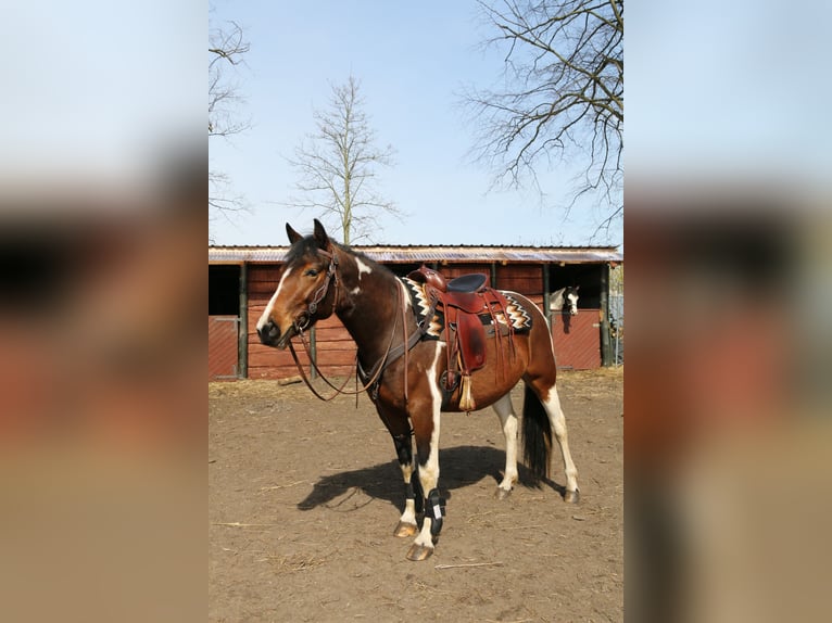Paint Horse Mix Stute 11 Jahre 153 cm Tobiano-alle-Farben in Dargen