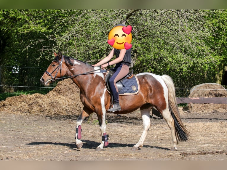 Paint Horse Mix Stute 11 Jahre 153 cm Tobiano-alle-Farben in Dargen