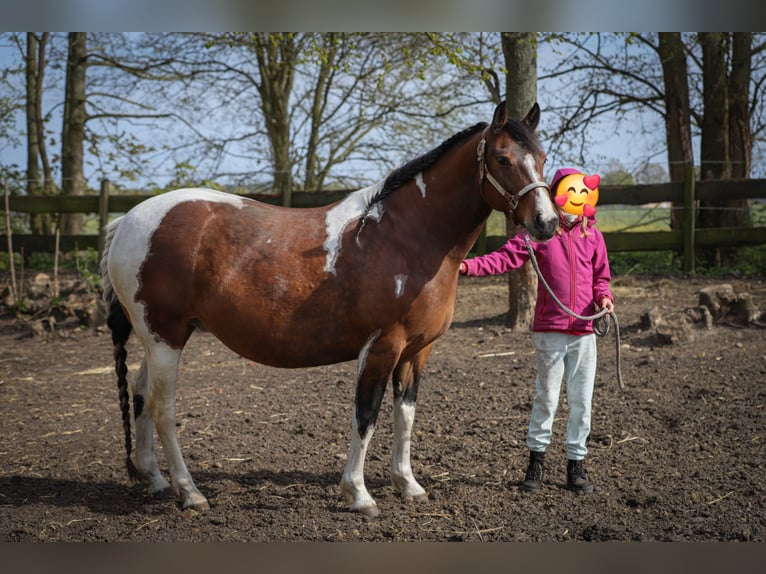 Paint Horse Mix Stute 11 Jahre 153 cm Tobiano-alle-Farben in Dargen