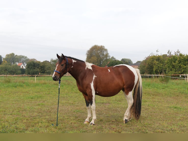 Paint Horse Mix Stute 11 Jahre 153 cm Tobiano-alle-Farben in Dargen