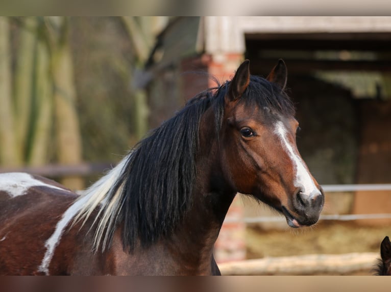 Paint Horse Mix Stute 11 Jahre 153 cm Tobiano-alle-Farben in Dargen