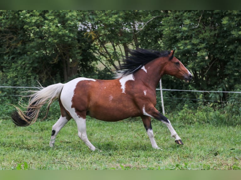 Paint Horse Mix Stute 11 Jahre 153 cm Tobiano-alle-Farben in Dargen