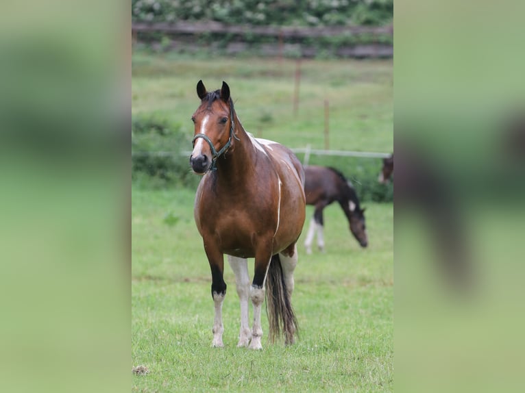 Paint Horse Mix Stute 11 Jahre 153 cm Tobiano-alle-Farben in Dargen
