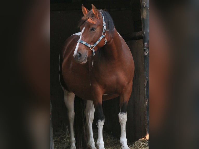 Paint Horse Mix Stute 11 Jahre 153 cm Tobiano-alle-Farben in Dargen