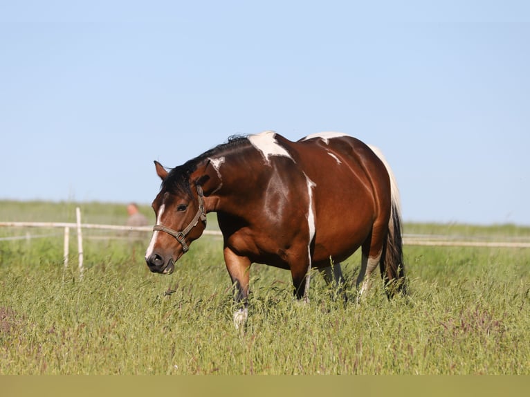 Paint Horse Mix Stute 11 Jahre 153 cm Tobiano-alle-Farben in Dargen