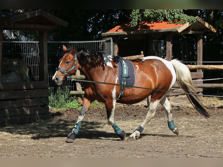 Paint Horse Mix Stute 11 Jahre 153 cm Tobiano-alle-Farben in Dargen