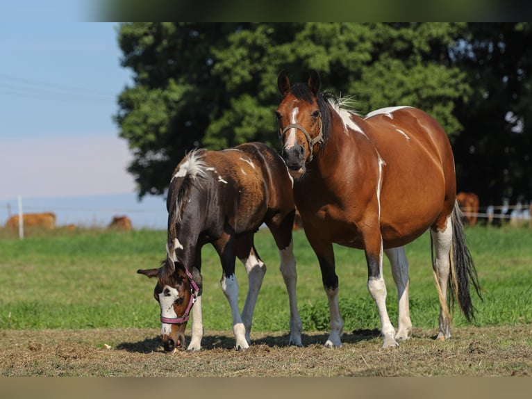 Paint Horse Mix Stute 11 Jahre 153 cm Tobiano-alle-Farben in Dargen