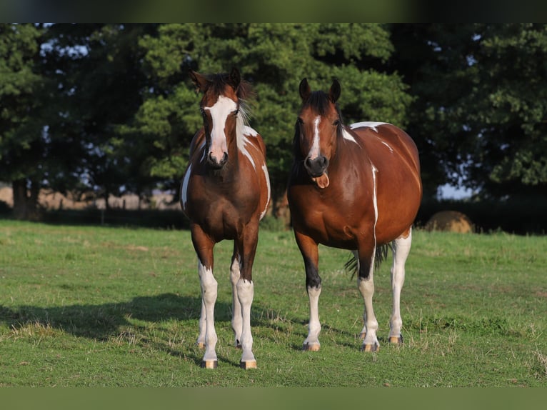 Paint Horse Mix Stute 11 Jahre 153 cm Tobiano-alle-Farben in Dargen