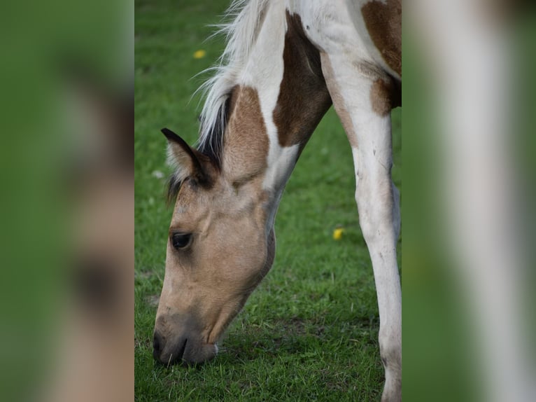 Paint Horse Stute 11 Jahre 154 cm Tobiano-alle-Farben in Ascheberg