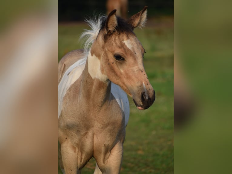 Paint Horse Stute 11 Jahre 154 cm Tobiano-alle-Farben in Ascheberg