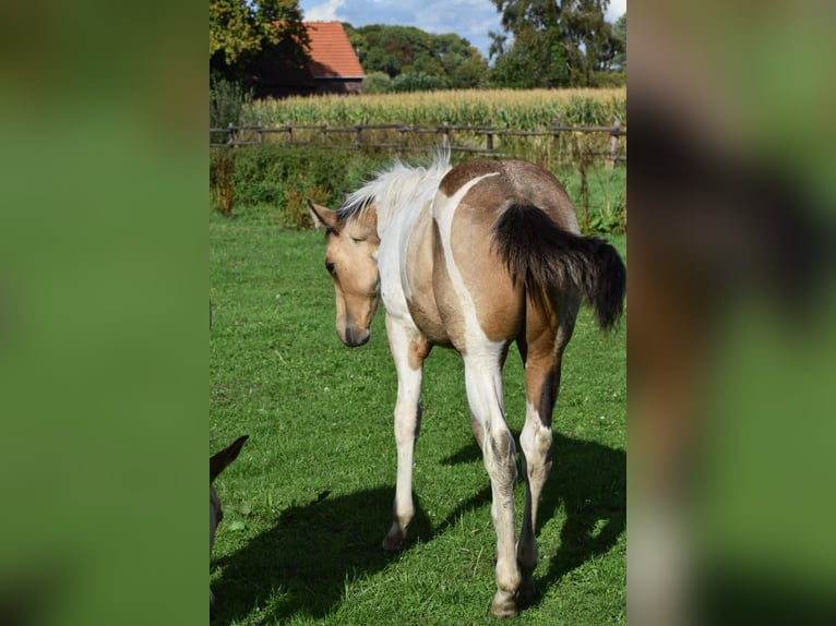 Paint Horse Stute 11 Jahre 154 cm Tobiano-alle-Farben in Ascheberg