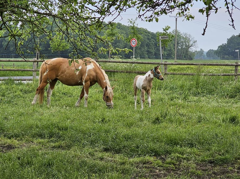 Paint Horse Stute 11 Jahre 154 cm Tobiano-alle-Farben in Ascheberg