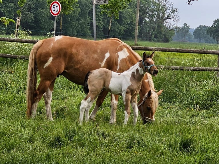 Paint Horse Stute 11 Jahre 154 cm Tobiano-alle-Farben in Ascheberg