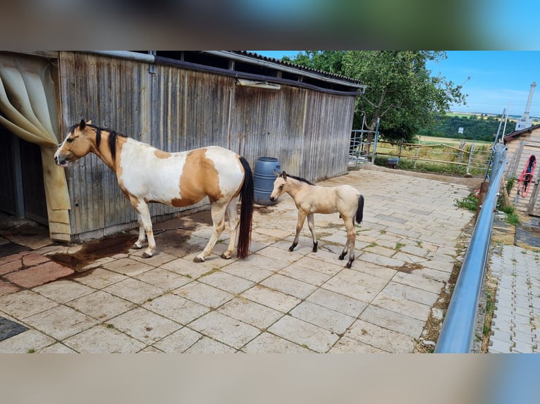 Paint Horse Stute 12 Jahre 149 cm Tobiano-alle-Farben in Rottenburg am Neckar