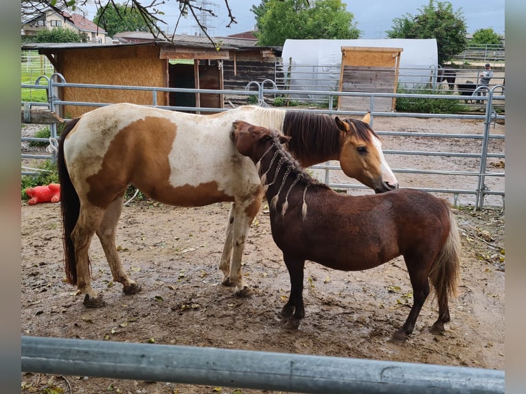 Paint Horse Stute 12 Jahre 149 cm Tobiano-alle-Farben in Rottenburg am Neckar