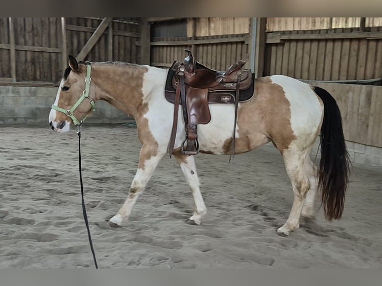 Paint Horse Stute 12 Jahre 149 cm Tobiano-alle-Farben in Rottenburg am Neckar