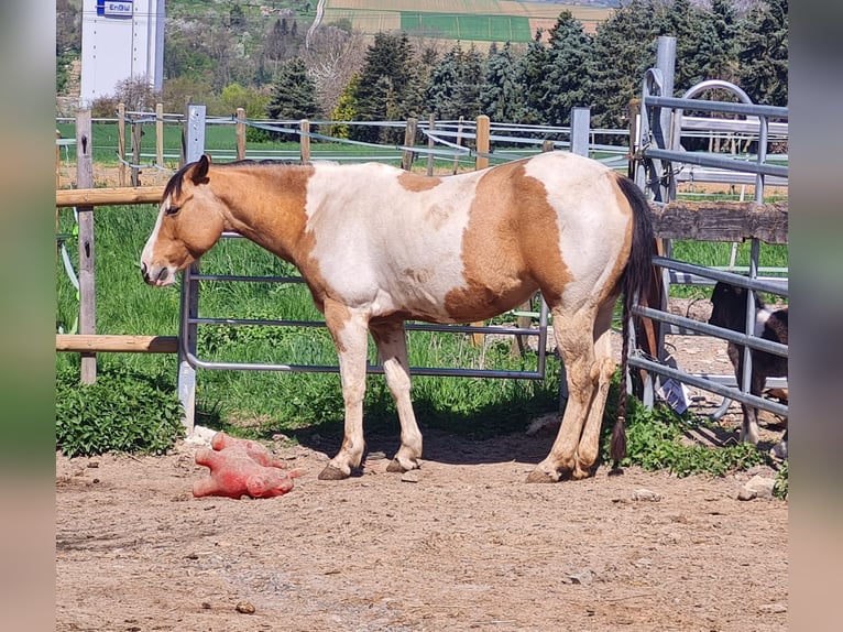 Paint Horse Stute 12 Jahre 149 cm Tobiano-alle-Farben in Rottenburg am Neckar