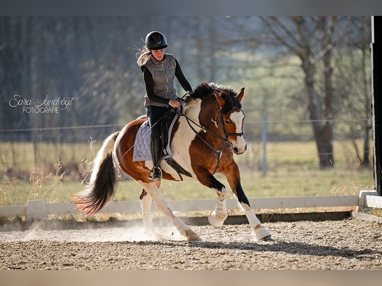 Paint Horse Mix Stute 12 Jahre 155 cm in M&#xFC;nchen