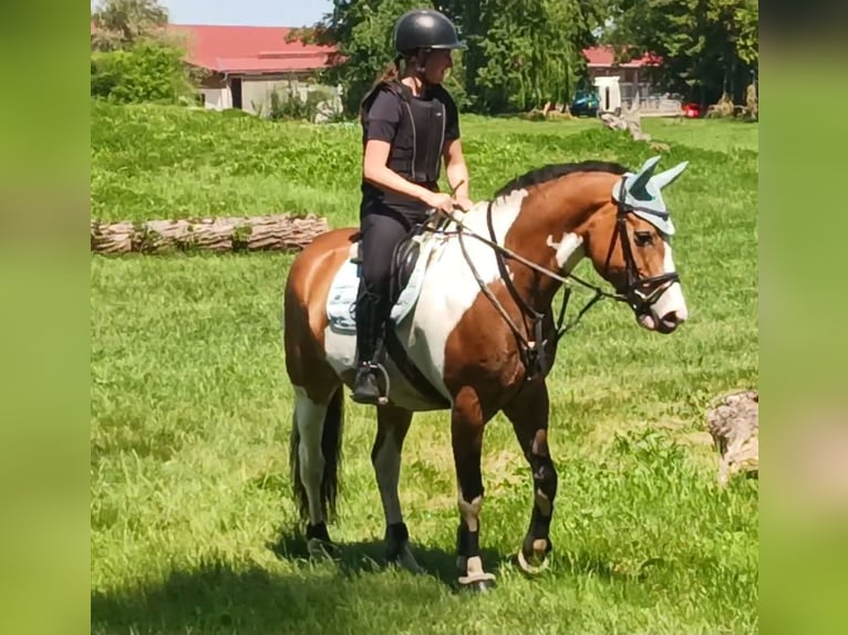 Paint Horse Mix Stute 12 Jahre 155 cm in M&#xFC;nchen