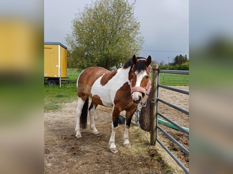 Paint Horse Mix Stute 12 Jahre 155 cm in M&#xFC;nchen
