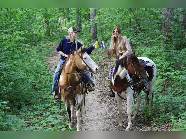 Paint Horse Stute 12 Jahre 155 cm Overo-alle-Farben in Macon, MO