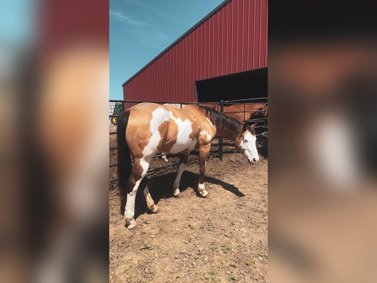 Paint Horse Stute 12 Jahre 155 cm Overo-alle-Farben in Macon, MO