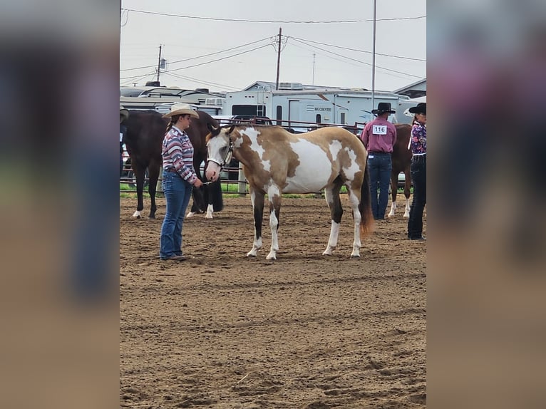 Paint Horse Stute 12 Jahre 155 cm Overo-alle-Farben in Macon, MO