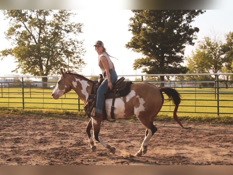Paint Horse Stute 12 Jahre 155 cm Overo-alle-Farben in Macon, MO