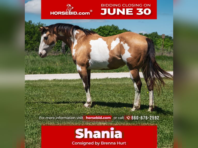 Paint Horse Stute 12 Jahre 155 cm Overo-alle-Farben in Macon, MO