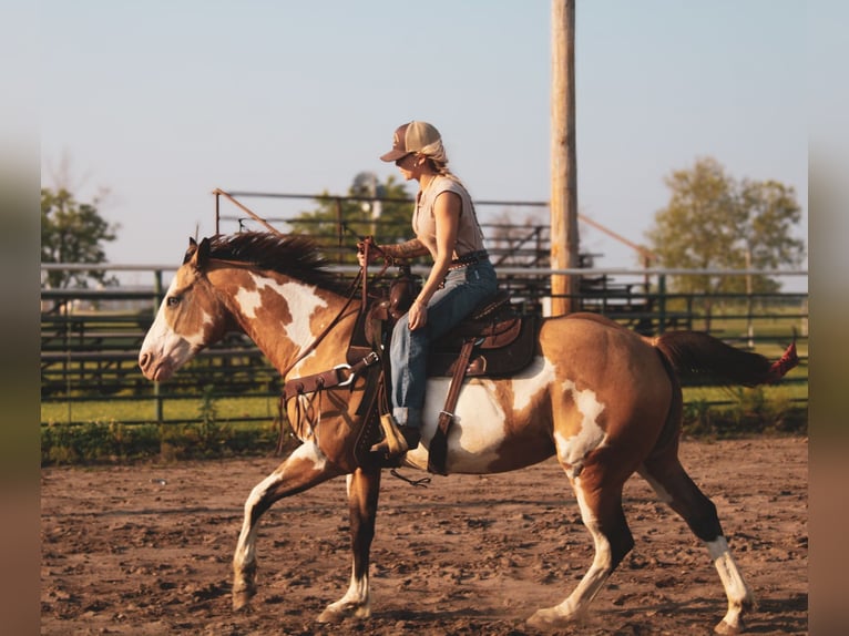 Paint Horse Stute 12 Jahre 155 cm Overo-alle-Farben in Macon, MO